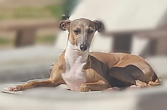 Lost pets Culebra, photo: Lost dog, female, Woodcliffe Road near Warson and Ladue Road, Culebra - brown and white, 14 lb