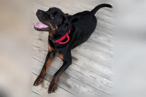 Found dog Arkport, photo: Found dog, North Almond Valley Road, 977, Arkport - male, no tags on collar