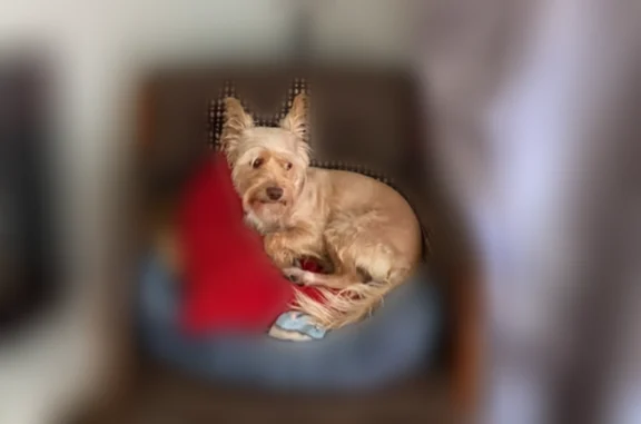 Lost pets St. Louis, photo: Lost dog, South Compton Avenue, 3214-3220, St. Louis - small blonde and white mixed terrier/poodle