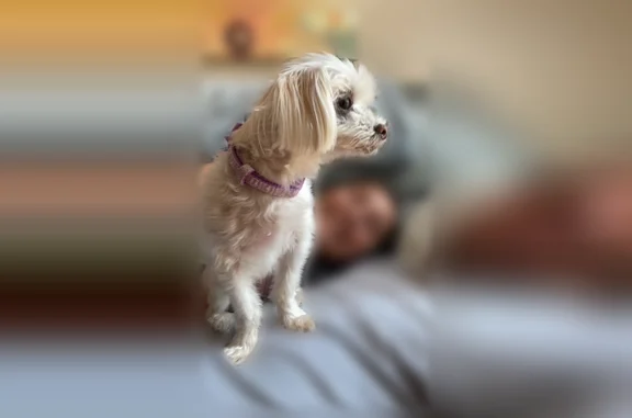 Lost pets Sarasota, photo: Lost dog, Proctor Road, Bee Ridge, Sarasota - female, all white Maltese