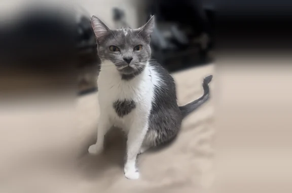 Lost cat, Stanley Street, 3658, Jacksonville - grey and white, heart-shaped mark on chest - photo