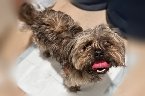 Found pets El Paso, photo: Found dog, Villa Sol Court, 306, El Paso - Shih Tzu, blue collar, no tag