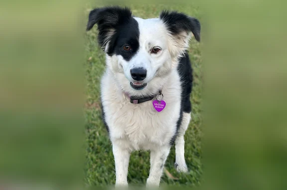 Lost dog, Houghton Avenue, 4920, Corning, Daly City - female Mini black and white Australian Shepherd, no tail - photo