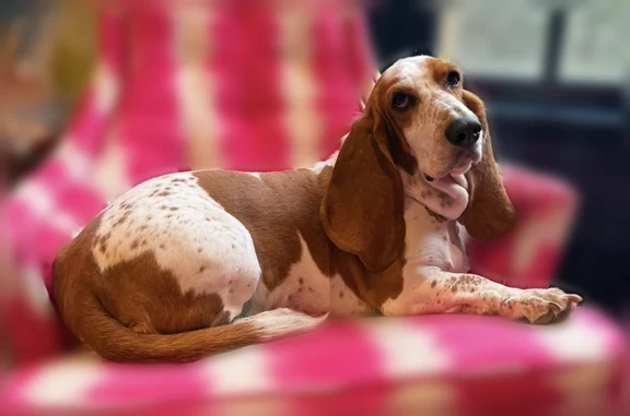 Lost dog, Mersey Lane, 1181, Raleigh — female, red and white Basset Hound - photo