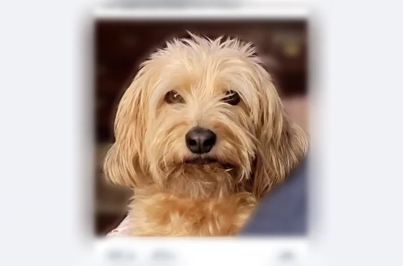 Lost dog, Somers Avenue, 2121, Burlington, Kings Mountain — medium size, strawberry blonde - photo