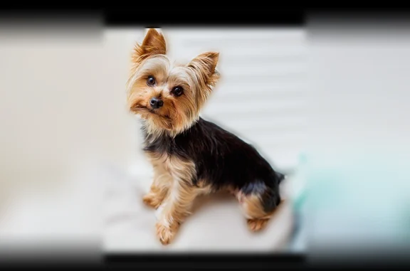 Lost dog, Morningside Drive, 1259, Charlotte — female, very small brown and black yorkie, microchipped - photo