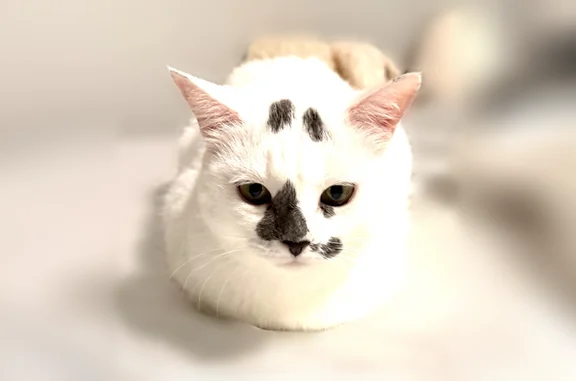 Lost cat, Sun Villa Boulevard, University - female, scared easily - photo