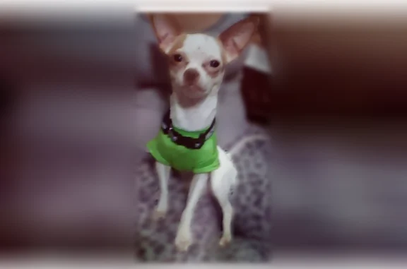 Lost dog, male, West Greenfield Avenue, 10315, West Allis - photo