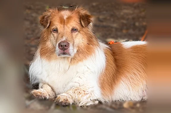 Lost dog, Oliver Hollow Road, 161, Hampton - brown and white with a curled tail - photo