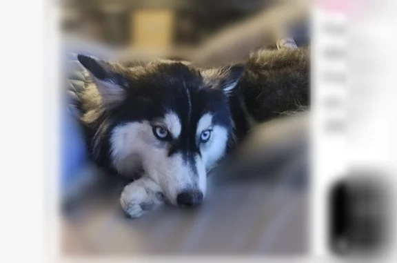 Lost dog, female, Aloha Street, 126, Santa Ana - black and white, very shy and scared - photo