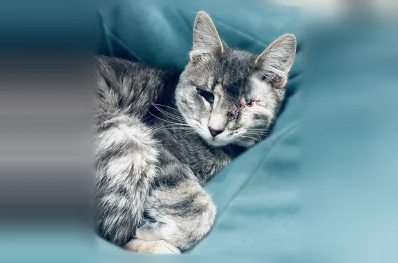 Missing. One eye, blind cat. Please check window wells, small areas, under decks.