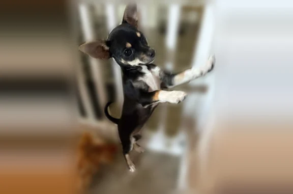 Lost dog, Jack Milliard Boulevard, Shelby Charter Township, Utica - female teacup Chihuahua, white paws and chest - photo