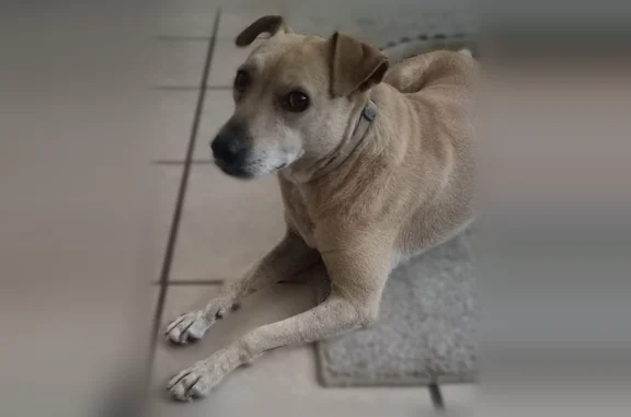 Found pets El Paso, photo: Found dog, Belfast Avenue, 9982, El Paso - female, beige collar, frightened by fireworks