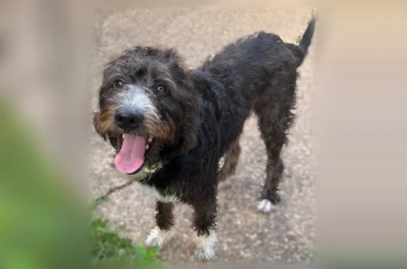 Missing dog Baton Rouge, photo: Lost dog, Oakley Drive, 1399, Baton Rouge - female, black with white markings