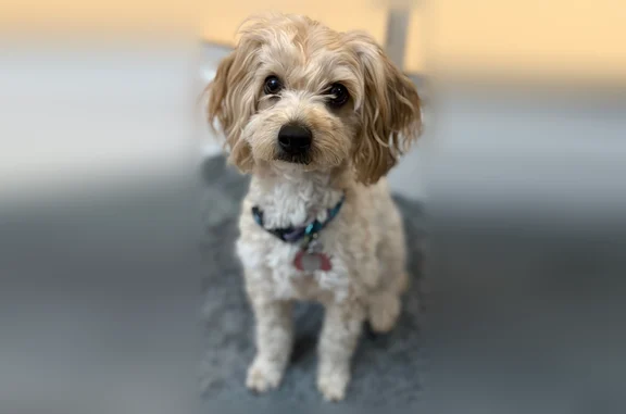 Lost dog, East 49th Street North, 5878, Greenwich - female, short tail - photo