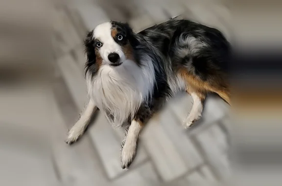 Missing dog Big Spring, photo: Lost dog, East Interstate 20, 706, Big Spring - male, blue merle Australian Shepherd