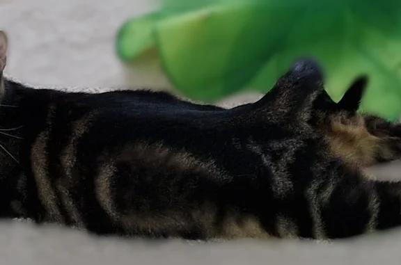 Chat perdu mâle, Place Lucie Aubrac, 16, Bagneux, Breuillet - tigré/marbré et très craintif - photo