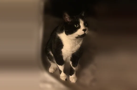 Lost pets Hilliard, photo: Lost cat, Rosebush Court, 2623, Hilliard - male