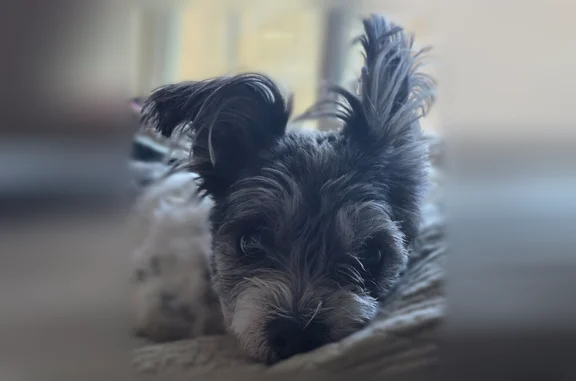 Lost pets Litchfield Park, photo: Lost dog, Litchfield Park, Arizona - female, black and white coat
