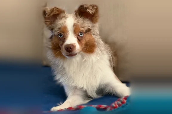 Missing dog Corpus Christi, photo: Lost dog, Secretariat Drive, Corpus Christi - male - tri-color, blue eyes
