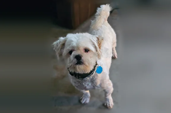 Missing dog Montgomery, photo: Lost dog, Leonard Road, 2337, Montgomery - white with tan spots on ears
