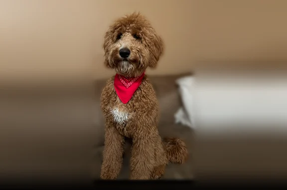 Lost pets Arlington, photo: Lost dog, Emma Drive, 344, Arlington - female, white patch on chest