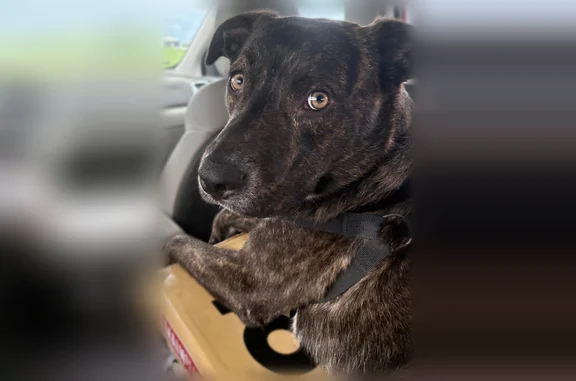 Missing dog Bushnell, photo: Lost dog, Ludwig Street, 573, Bushnell - male brindle pitbull/shepherd mix