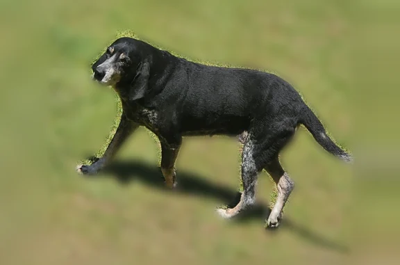 Lost dog, Pate Road, 1888, Juliette, Gray — female, moves slowly, partially deaf - photo