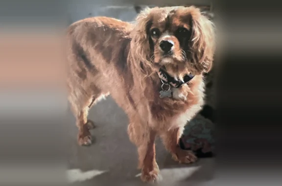Lost dog, East 56th Street, 1006, Savannah - female Cavalier King Charles Spaniel, ruby-colored, 25 pounds - photo