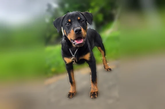 Lost dog, Henry Street, 1016, Margate - female, 8 months, 40 lbs - photo