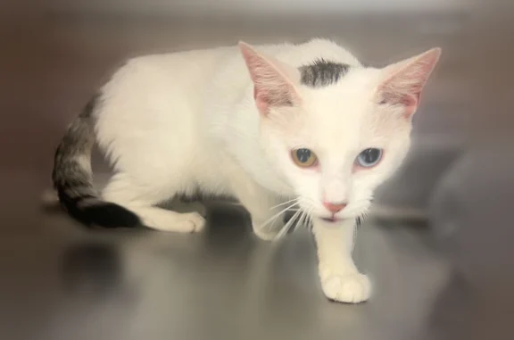 Lost pets South Roxana, photo: Lost cat, Illinois Avenue, 213, South Roxana - male, 6 months old, one blue eye