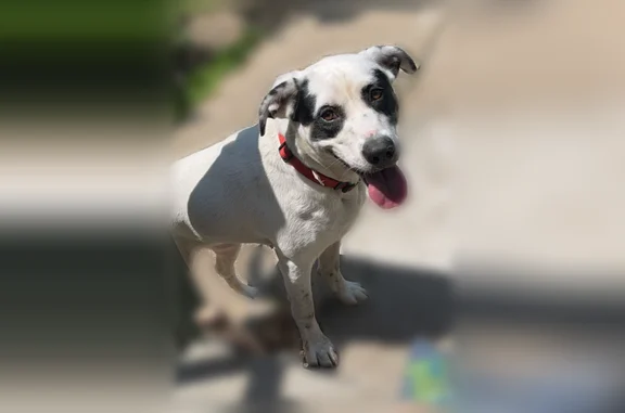 Lost dog, 10th Street, 701, North Chicago - female, black collar - photo