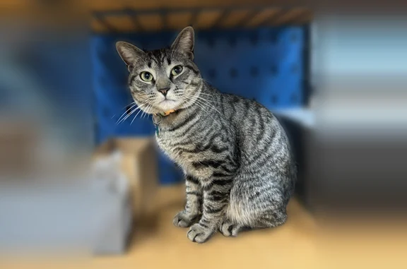 Lost pets Wilmington, photo: Lost cat male, Andover Street, 256, Wilmington - grey and black tabby, light green collar
