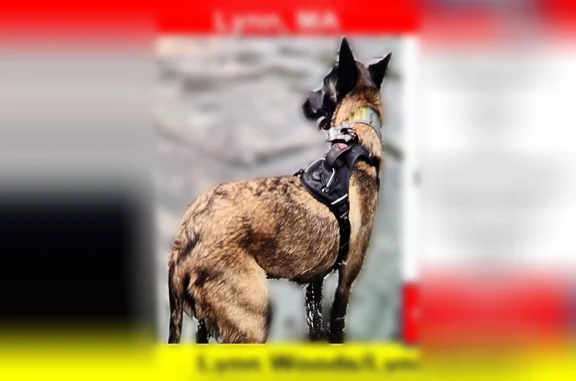 Lost dog, Great Woods Road, 60, Lynn - female Belgian Malinois with black head, brown shepherd-like body - photo