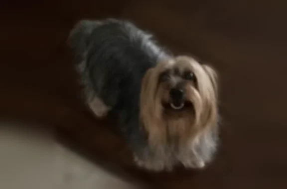 Lost dog, Starlight Drive, Lafayette, Baton Rouge - photo