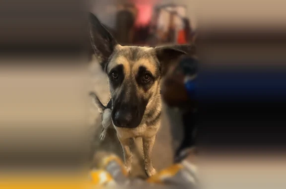 Lost dog, Radford Road, 2928, East Bernstadt, East Bernstadt - female tan German shepherd with a black face - photo