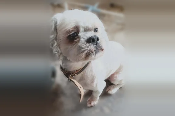Chien blanc de race shih tzu ( âgé de 13 ans ) chien qui était dehors pour sais besoins il as besoin de médicaments pour son cœur et tousse lorsqu'il est énervé chien calme et gentil sauf avec les grands chiens