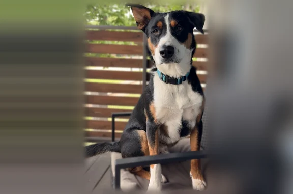 Lost dog, South 89th Avenue East, 5620, Tulsa, Tulsa — black with white snout and chest, blue collar - photo