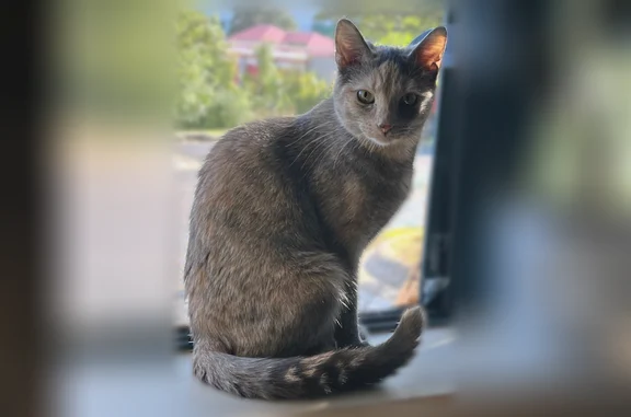 Lost cat, East Holly Road, 10685, Springfield Charter Township, Ortonville - female, small, green eyes - photo