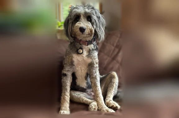 Missing dog Port Austin, photo: Lost dog, Weaver Road, 2915, Port Austin - female, medium size, gray and white with black spots