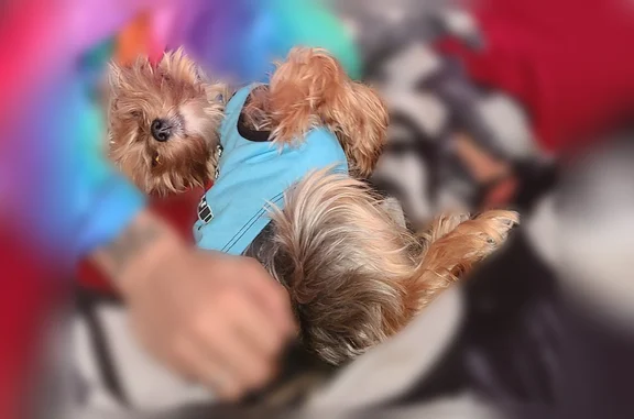 Missing dog Las Vegas, photo: Lost dog, Silver Lake Drive, 1322, Las Vegas - male, small tri-colored Yorkie with a docked tail