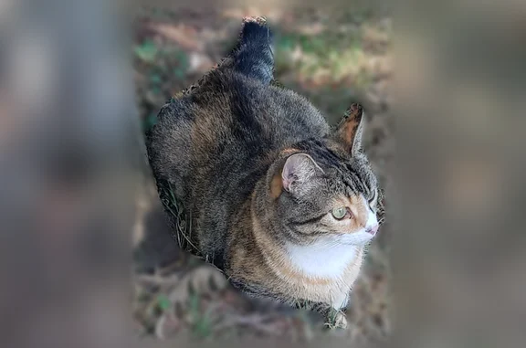 Chat perdu femelle, Avenue Ernest Perochon, 121, Échiré - tricolore, très peureuse - photo