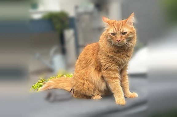 Perdu chat mâle, Allée des Rosiers, 3, Chalon-sur-Saône — tigré roux - photo