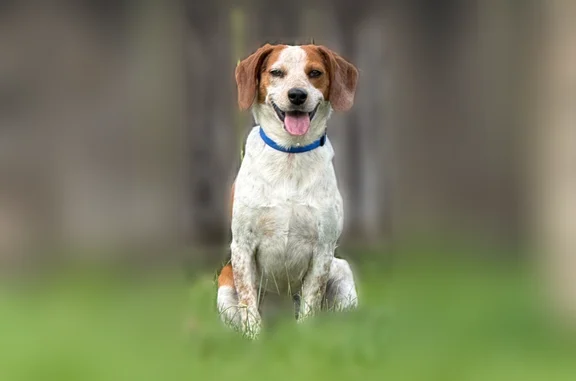 Missing dog Male, Venice (usl541707) - photo