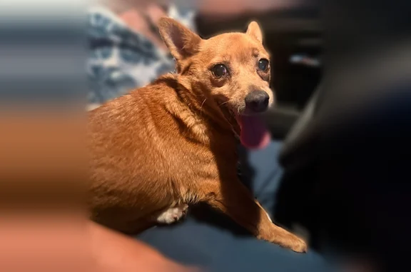 Found pets Mesquite, photo: Found dog, North Belt Line Road, 4651, Mesquite - female, brown with white paws