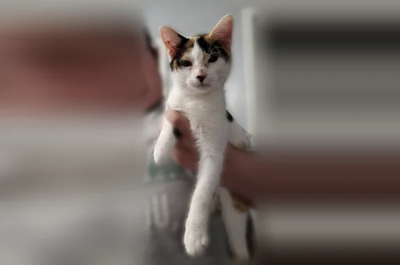 Lost cat, Newtown Road Northeast, 107, Atlanta - cannot meow, mouth breather - photo