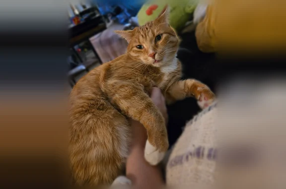 Lost pets Riverview, photo: Lost cat, Brookview Drive, 15027, Riverview - female, bright orange with a white belly and paws