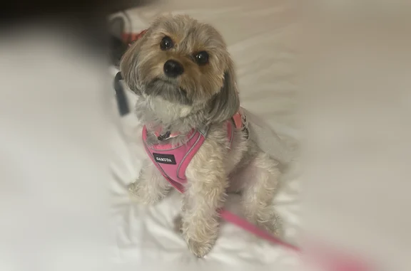Lost pets Manhattan, photo: Lost dog, West Broadway, 278, Manhattan - female, beige and a little grey