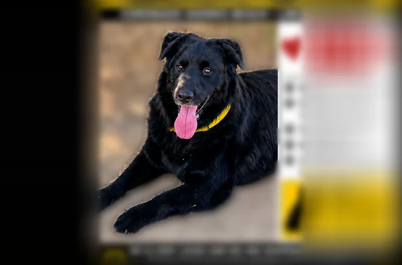 Missing dog Portland, photo: Lost dog, El Mundo Avenue, 5455, Portland — male, black retriever, neon green collar