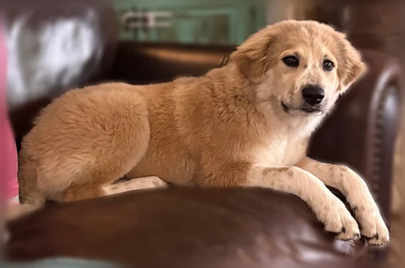 Lost dog, County Road 1971, 219, Yantis — 4 month old Pyrenees, Akita mix - photo